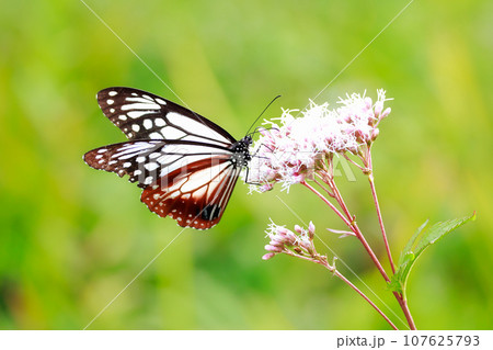 フジバカマにとまるアサギマダラ フジバカマにとまるアサギマダラ 107625793