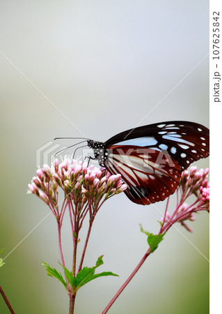フジバカマにとまるアサギマダラ フジバカマにとまるアサギマダラ 107625842