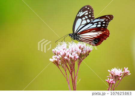 フジバカマにとまるアサギマダラ フジバカマにとまるアサギマダラ 107625863