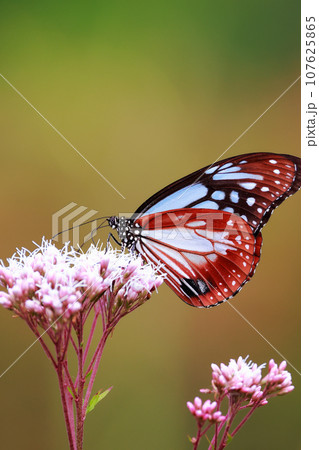 フジバカマにとまるアサギマダラ 107625865