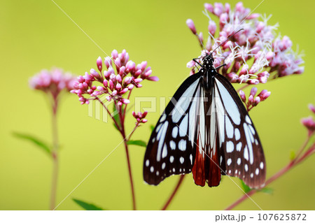 フジバカマにとまるアサギマダラ 107625872