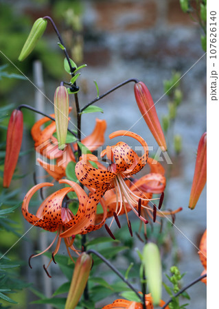 Orange tiger lily flowers in close up 107626140