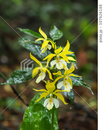 キエビネのある風景 キエビネのある風景 107626188