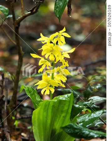 キエビネのある風景 キエビネのある風景 107626189