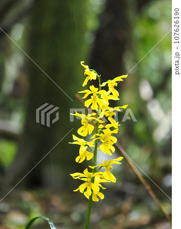 キエビネのある風景 キエビネのある風景 107626190