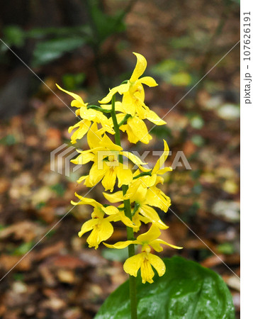 キエビネのある風景 キエビネのある風景 107626191