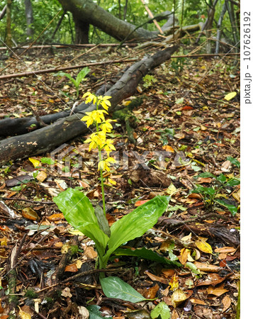 キエビネのある風景 キエビネのある風景 107626192
