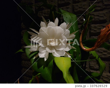 花 月下美人 ゲッカビジン 花 月下美人 ゲッカビジン 107626529