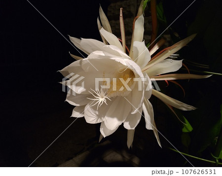 花 月下美人 ゲッカビジン 107626531