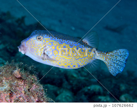 ハコフグ 107626662