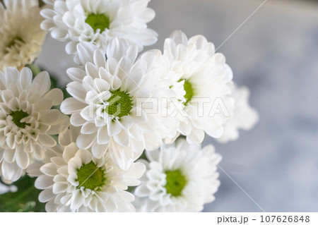 白い菊の花 107626848