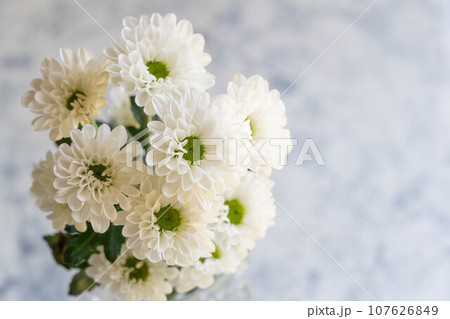 白い菊の花 107626849