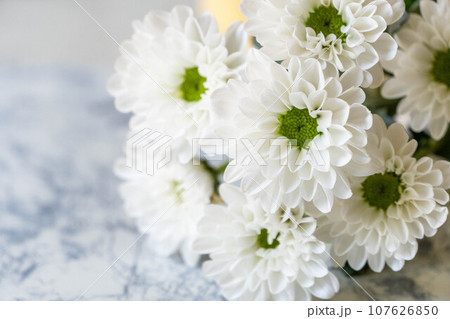 白い菊の花 107626850