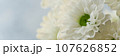 白い菊の花 107626852