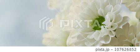 白い菊の花 107626852