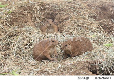 プレーリードッグ　動物園の展示 107626884