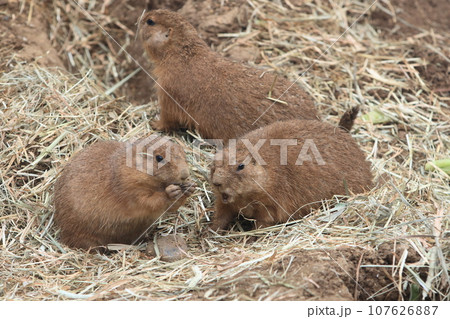 プレーリードッグ 動物園の展示 プレーリードッグ 動物園の展示 107626887