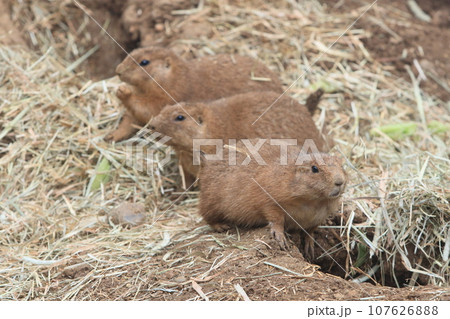 プレーリードッグ　動物園の展示 107626888