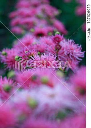 波多野エクスプレスガーデンのダリア園 波多野エクスプレスガーデンのダリア園 107626950