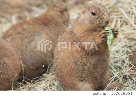 プレーリードッグ 動物園の展示 プレーリードッグ 動物園の展示 107626951
