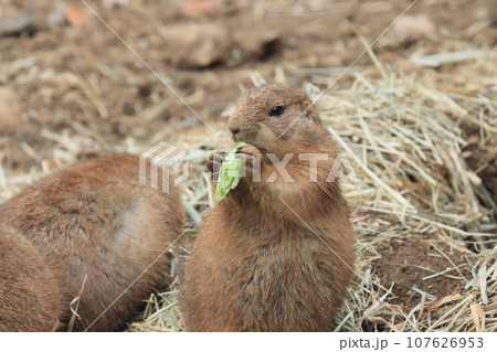 プレーリードッグ 動物園の展示 プレーリードッグ 動物園の展示 107626953