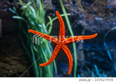 Starfish in ocean Starfish in ocean 107627459