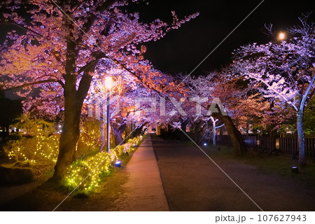 関東地方・小田原城・夜桜・美しい桜並木で人気、二の丸広場前の登城ルート・神奈川県小田原市(6) 107627943