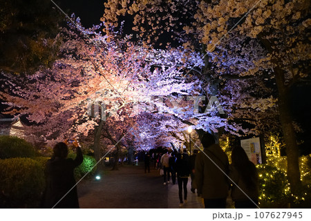関東地方・小田原城・夜桜・美しい桜並木で人気、二の丸広場前の登城ルート・神奈川県小田原市(8) 関東地方・小田原城・夜桜・美しい桜並木で人気、二の丸広場前の登城ルート・神奈川県小田原市(8) 107627945
