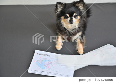 犬　心臓病　僧帽弁閉鎖不全症　チワワ　薬　処方薬 107628006