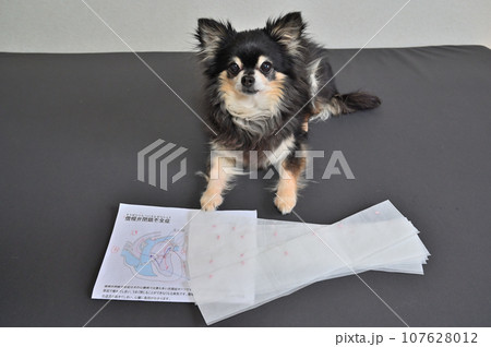 犬 心臓病 僧帽弁閉鎖不全症 チワワ 薬 処方薬 犬 心臓病 僧帽弁閉鎖不全症 チワワ 薬 処方薬 107628012