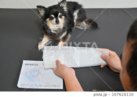 僧帽弁閉鎖不全症と薬の説明をする獣医師 犬 診察 通院 僧帽弁閉鎖不全症と薬の説明をする獣医師 犬 診察 通院 107628110