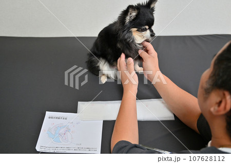 僧帽弁閉鎖不全症と薬の説明をする獣医師　犬　診察　通院 107628112