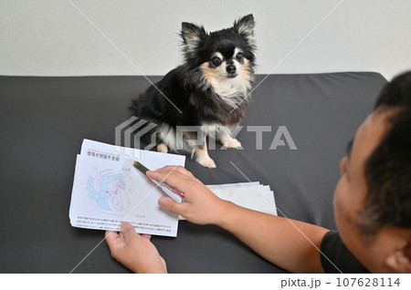 僧帽弁閉鎖不全症と薬の説明をする獣医師　犬　診察　通院 107628114