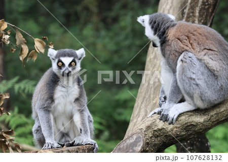 ワオキツネザル 動物園の行動展示 絶滅危惧種 ワオキツネザル 動物園の行動展示 絶滅危惧種 107628132
