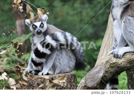 ワオキツネザル　動物園の行動展示　絶滅危惧種 107628133