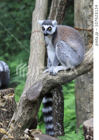 ワオキツネザル　動物園の行動展示　絶滅危惧種 107628134