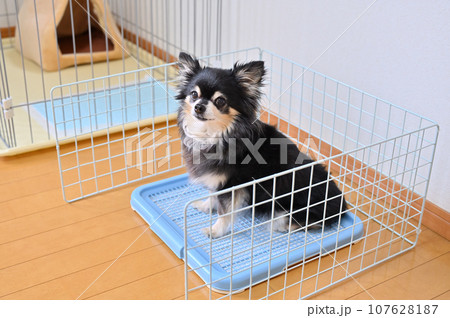 ワイヤーネットで囲ったトイレ 犬 犬用トイレ チワワ ワイヤーネットで囲ったトイレ 犬 犬用トイレ チワワ 107628187