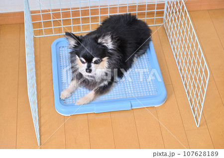 ワイヤーネットで囲ったトイレ 犬 犬用トイレ チワワ ワイヤーネットで囲ったトイレ 犬 犬用トイレ チワワ 107628189