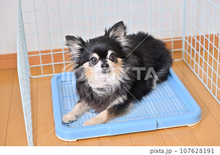 ワイヤーネットで囲ったトイレ 犬 犬用トイレ チワワ ワイヤーネットで囲ったトイレ 犬 犬用トイレ チワワ 107628191
