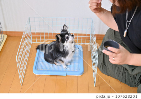 ワイヤーネットで囲った犬用トイレ　チワワ　トイレトレーニング 107628201