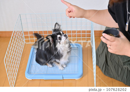 ワイヤーネットで囲った犬用トイレ　チワワ　トイレトレーニング 107628202