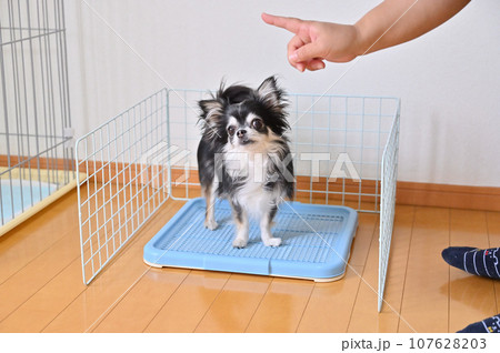ワイヤーネットで囲った犬用トイレ　チワワ　トイレトレーニング 107628203