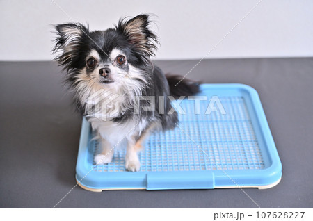 犬　トイレ　チワワ　トイレシーツ 107628227