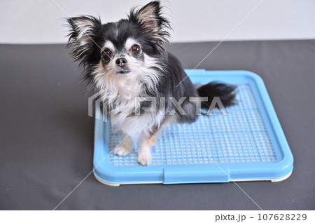 犬 トイレ チワワ トイレシーツ 犬 トイレ チワワ トイレシーツ 107628229
