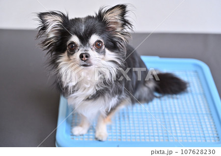 犬　トイレ　チワワ　トイレシーツ 107628230
