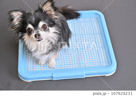 犬　トイレ　チワワ　トイレシーツ 107628231