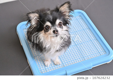 犬　トイレ　チワワ　トイレシーツ 107628232