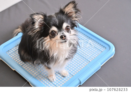 犬　トイレ　チワワ　トイレシーツ 107628233