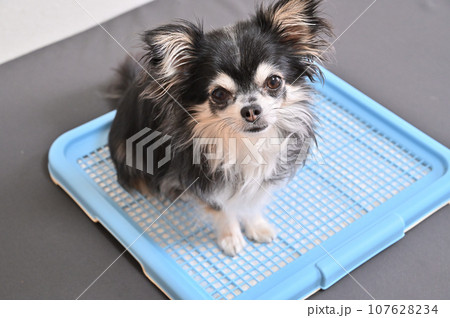 犬　トイレ　チワワ　トイレシーツ 107628234