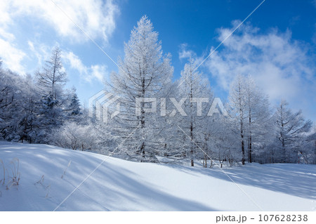 冬の青空と美しい霧氷に覆われたカラマツ4 107628238